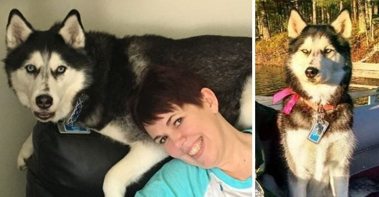 Owner’s Dog Smells Her Cancer Three Times After The Hospital Disregarded Her Pain copy